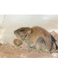 گونه موش ورامین  Short-tailed Nesokia 